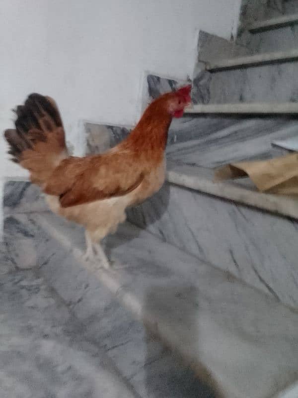 desi Misri hen egg laying hen 1