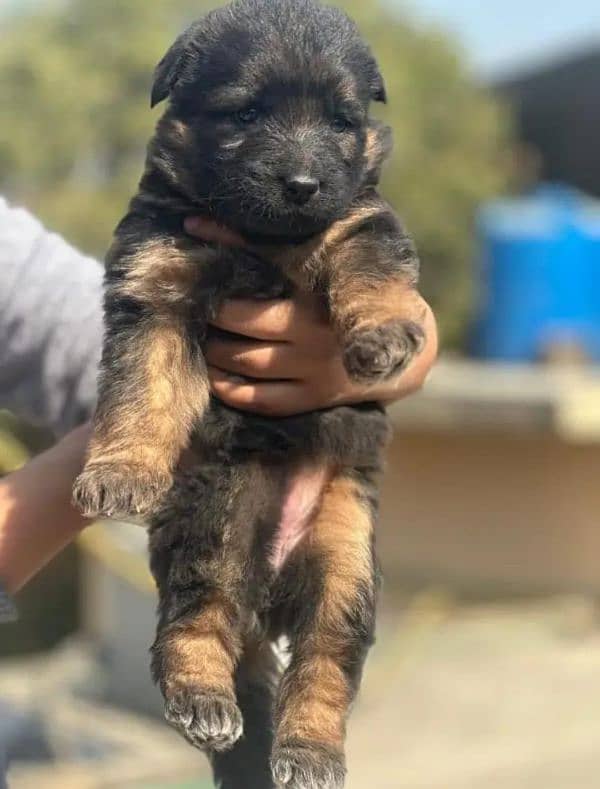 German Shepherd Male For Sale / GSD / Long Coat Puppies 1