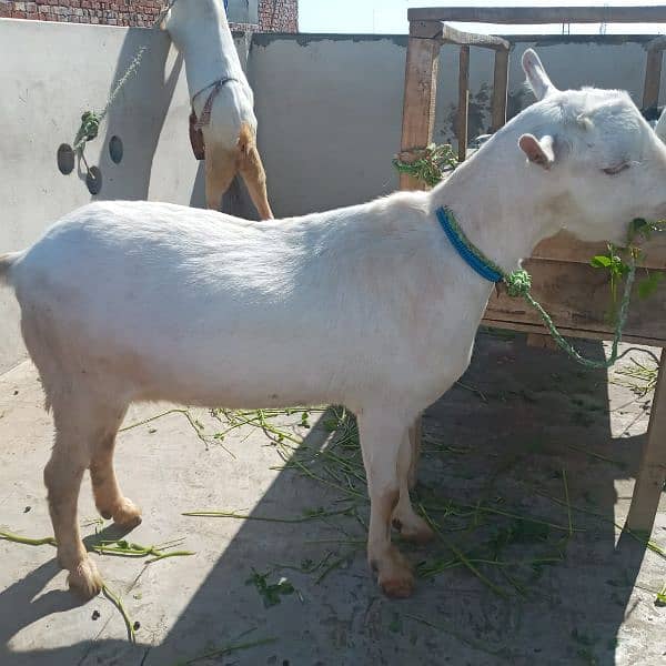 pure gulabi teddy femal 4 month pregnnat - Goats - 1099082270