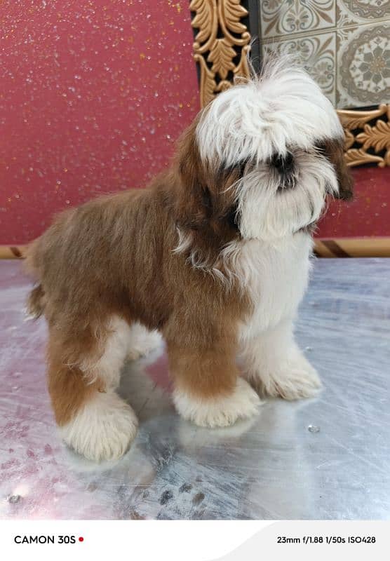 shihtzu shitzu puppy dog 1