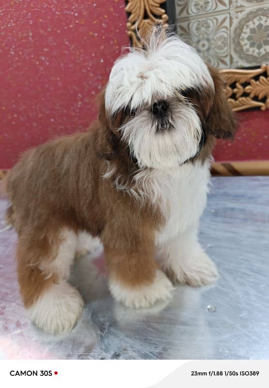 shihtzu shitzu puppy dog 2