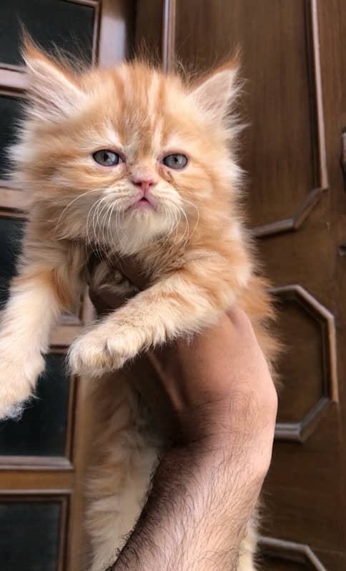 Persian kittens 1