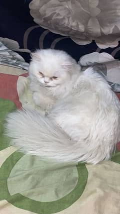 Persian punch cat