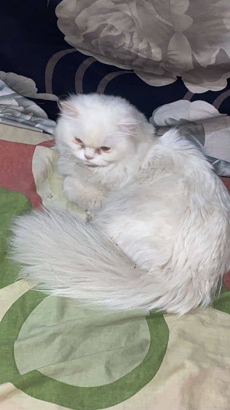 Persian punch cat 0