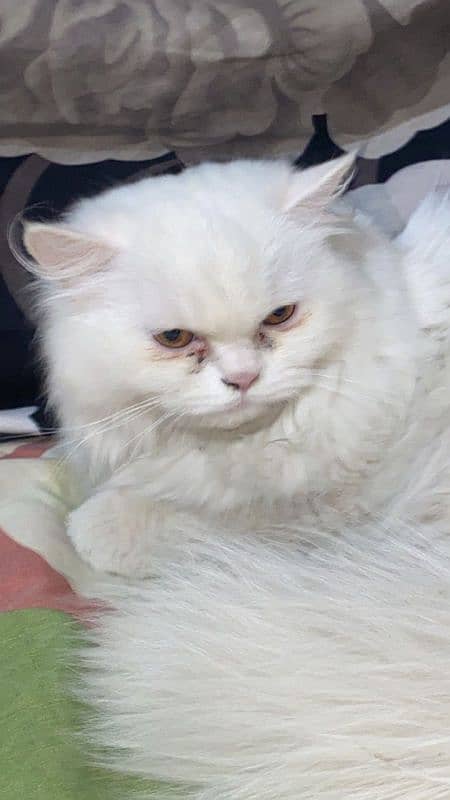 Persian punch cat 4