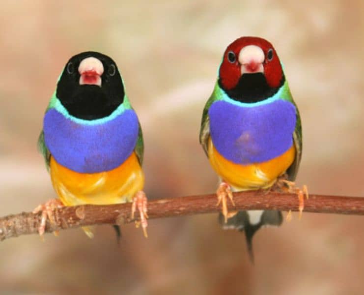 Gouldian pair for sale on urgent basis 0