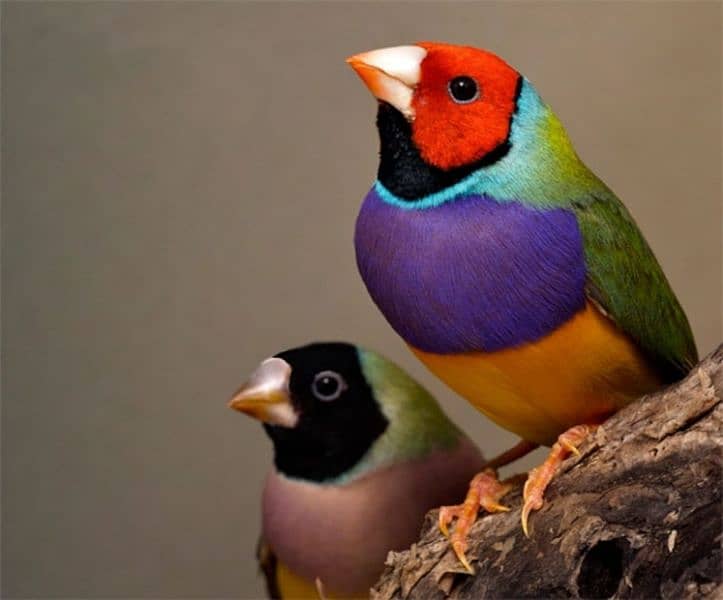 Gouldian pair for sale on urgent basis 1