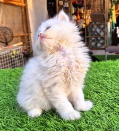 Snow White Triple coat Fluffy kitten