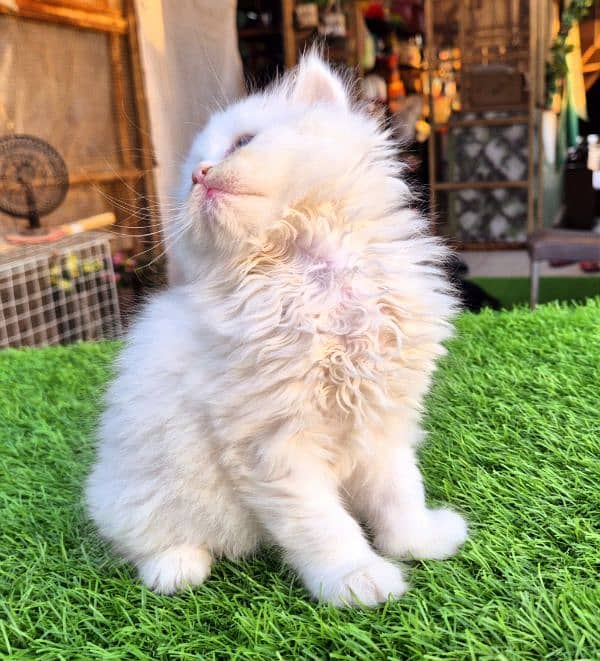 Snow White Triple coat Fluffy kitten 0