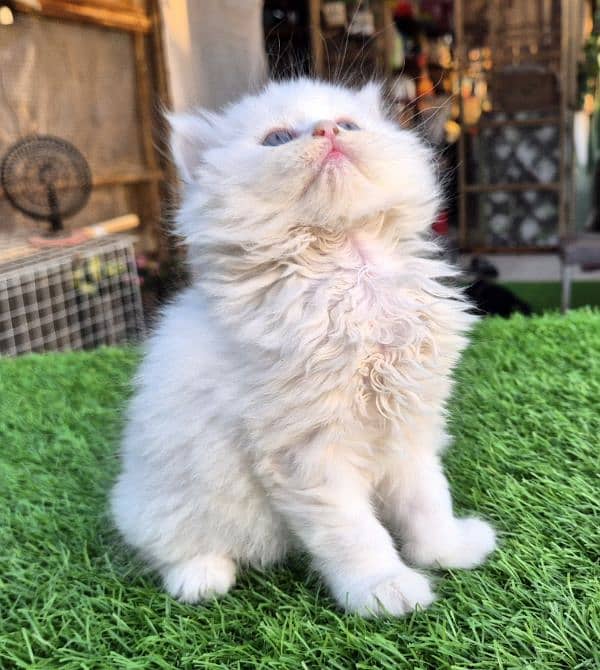 Snow White Triple coat Fluffy kitten 1