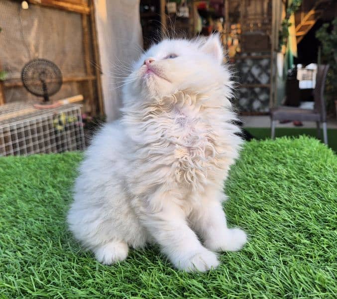 Snow White Triple coat Fluffy kitten 2