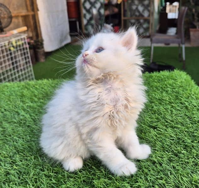 Snow White Triple coat Fluffy kitten 3