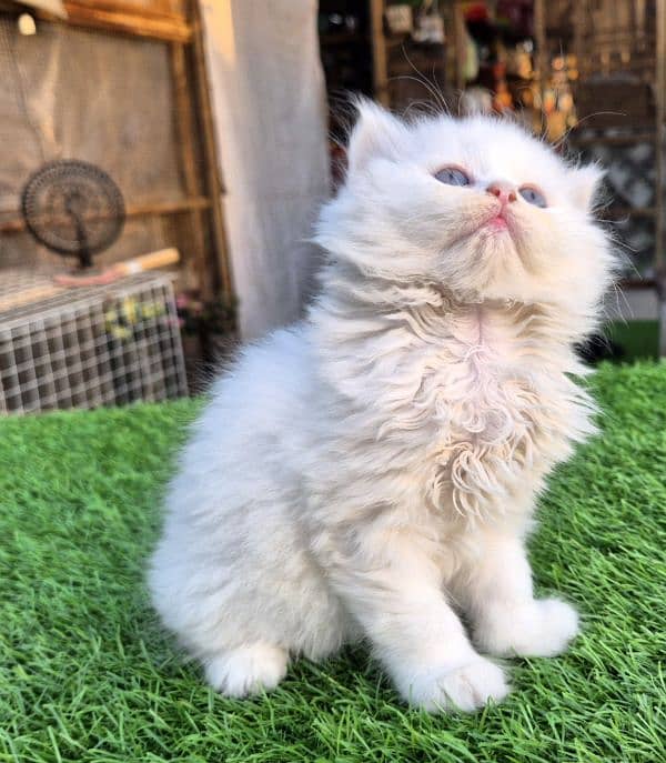 Snow White Triple coat Fluffy kitten 4