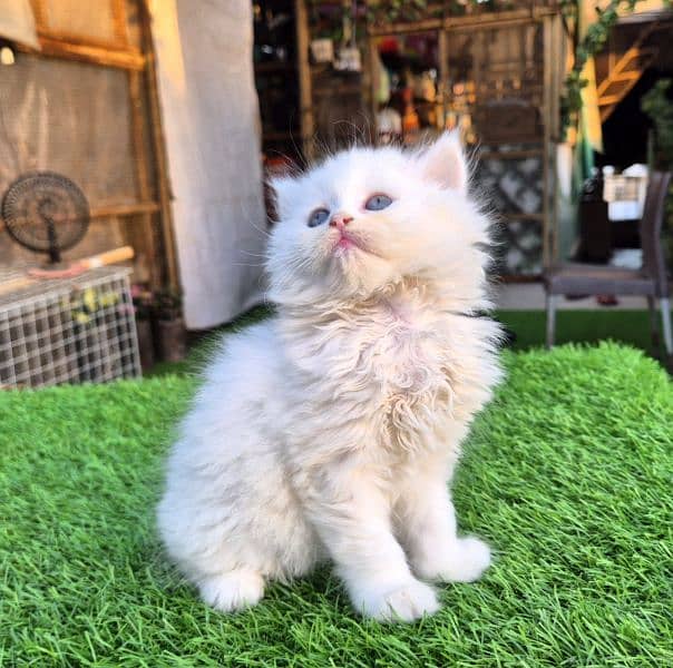 Snow White Triple coat Fluffy kitten 5