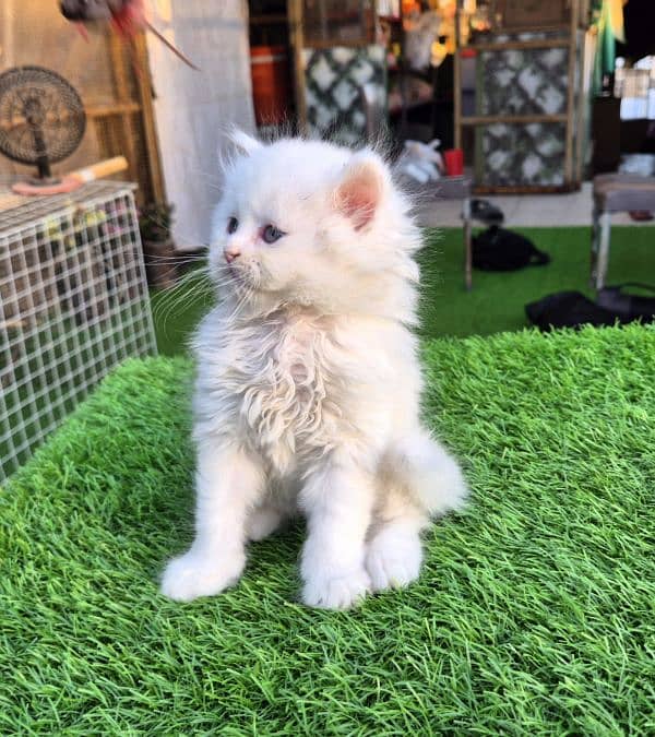 Snow White Triple coat Fluffy kitten 6