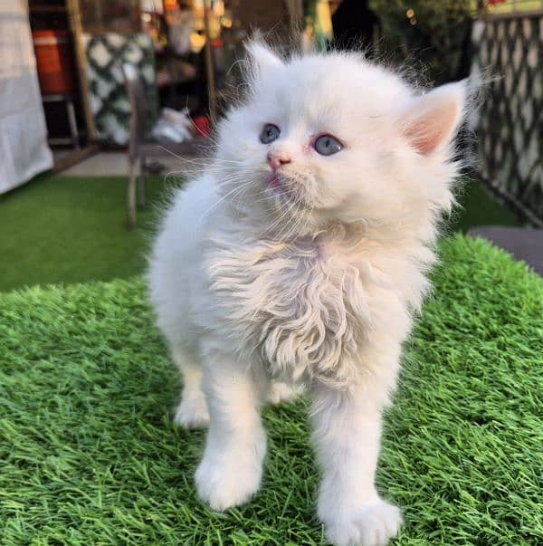 Snow White Triple coat Fluffy kitten 8