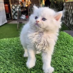 White Persian kitten