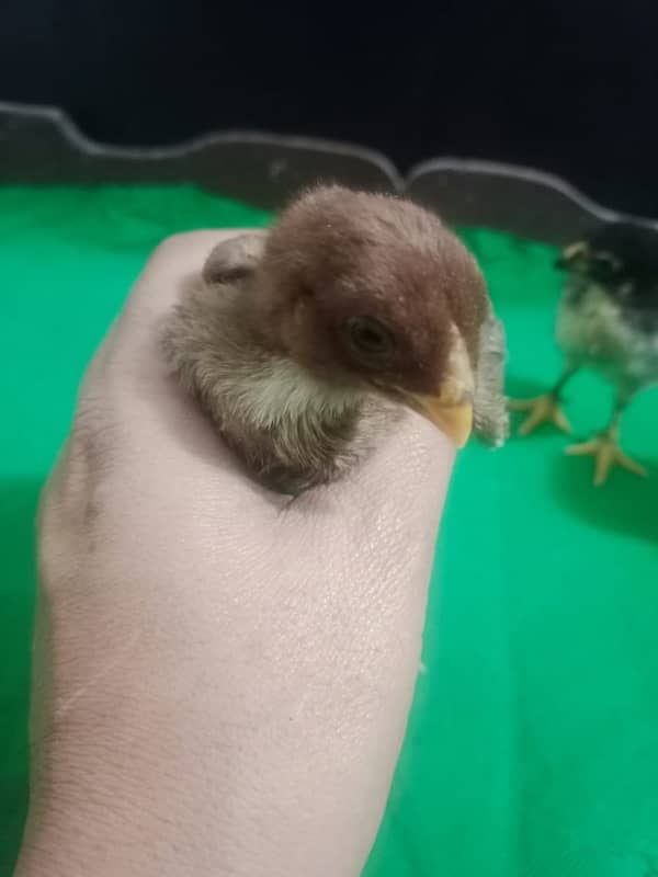 Indian parrot beak chicks for sell 0