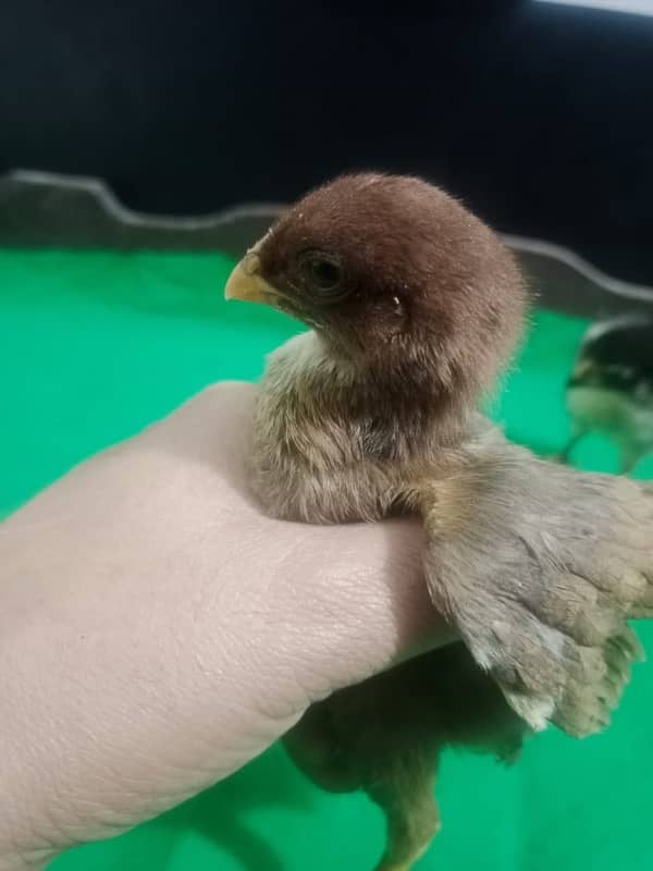 Indian parrot beak chicks for sell 1