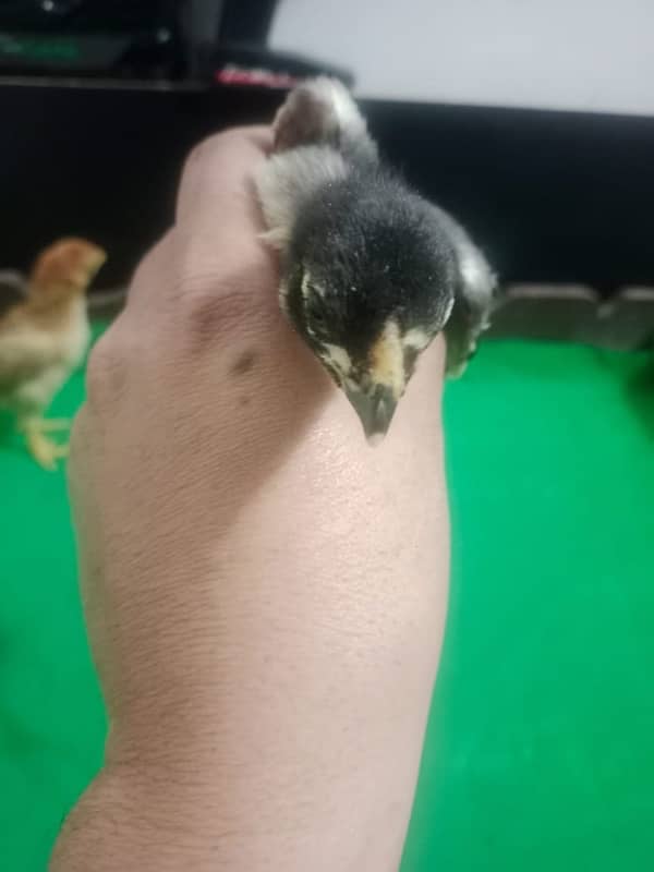 Indian parrot beak chicks for sell 2