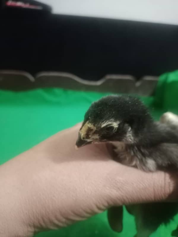 Indian parrot beak chicks for sell 3