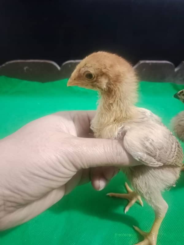 Indian parrot beak chicks for sell 5