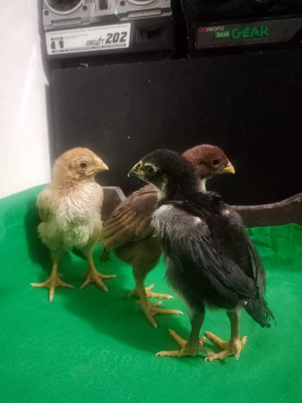 Indian parrot beak chicks for sell 6