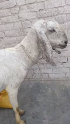 goat/bakri