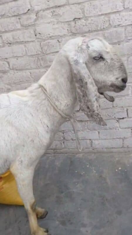 goat/bakri 0