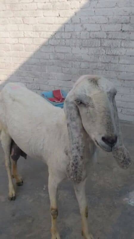 goat/bakri 1