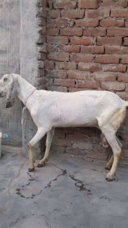 goat/bakri 4