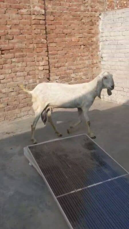 goat/bakri 5