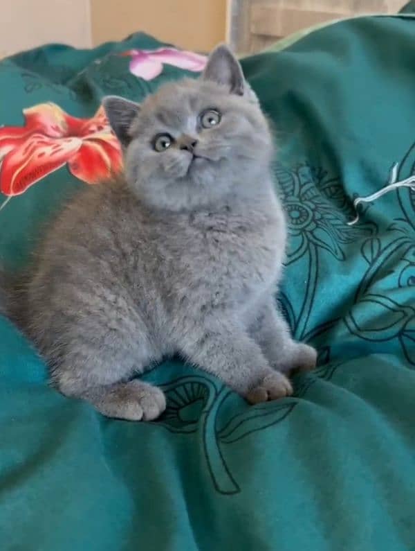 British shorthair kitten available in Pakistan 0