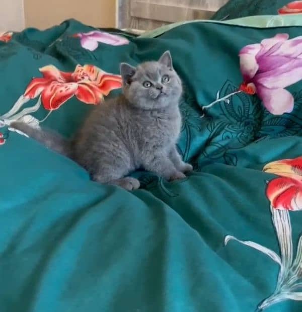 British shorthair kitten available in Pakistan 1