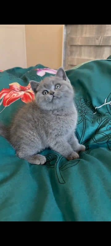 British shorthair kitten available in Pakistan 2