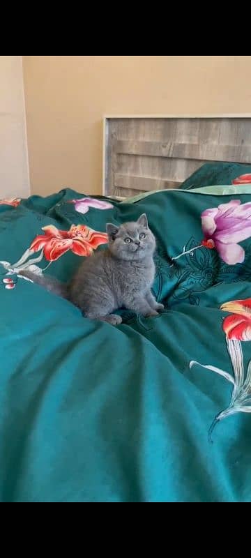 British shorthair kitten available in Pakistan 3