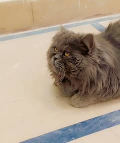 Selling my persian grey cat