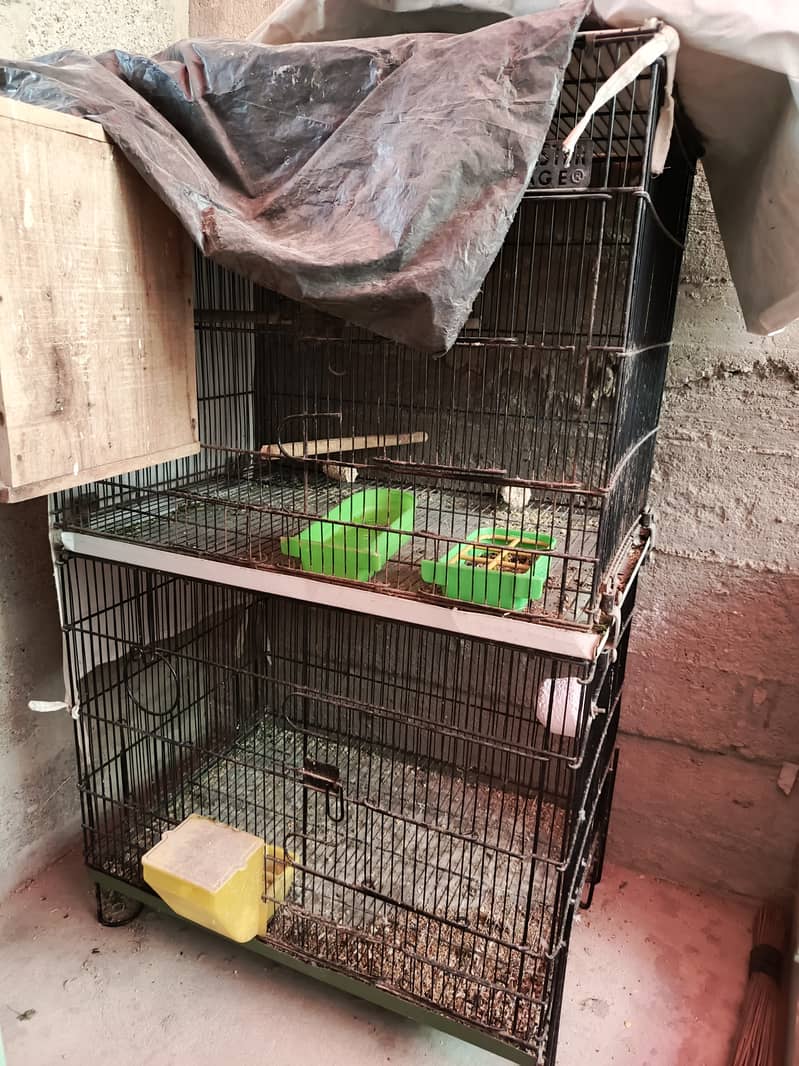 Cage parrot 0