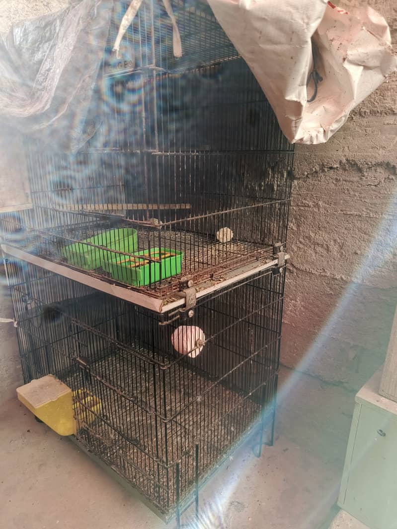 Cage parrot 1