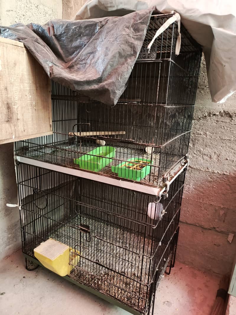 Cage parrot 2