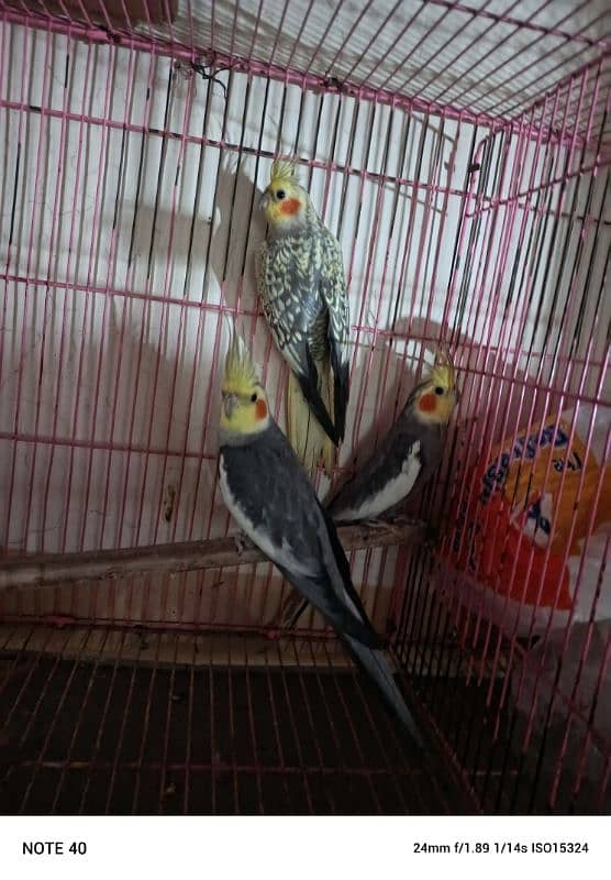 Cockatiel 2