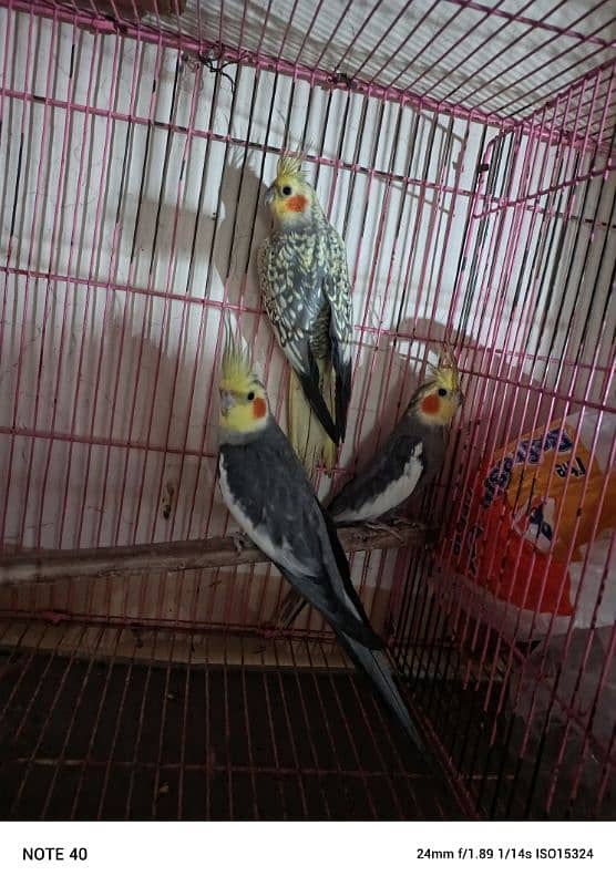 Cockatiel 3