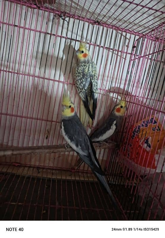 Cockatiel 4