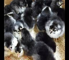 Australorp Babys