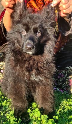 black German Shepherd pedigree .