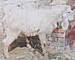 Makhi Cheeni goat | Goat | bakra | sheep | Breader | bakry | بکرا