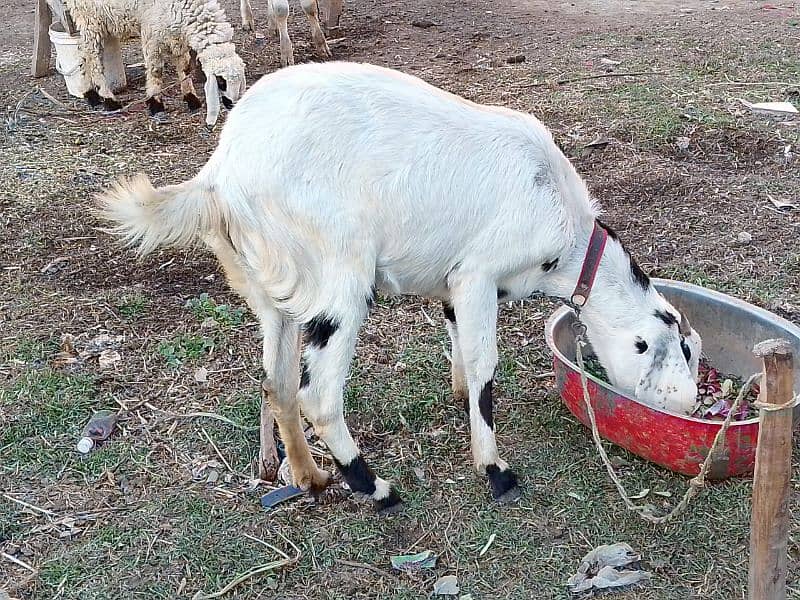 goat ek dafa soi hai female 45000, sheep ek dafa soi hai female 30000 1