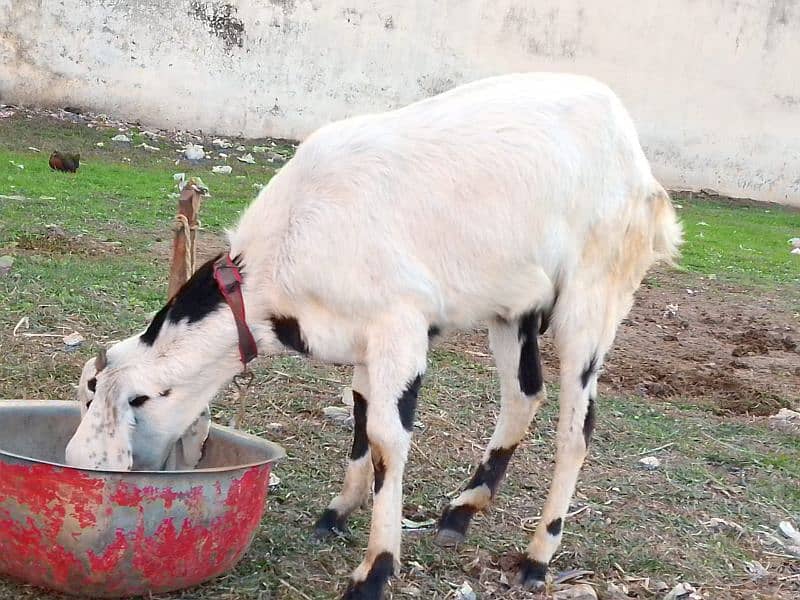 goat ek dafa soi hai female 45000, sheep ek dafa soi hai female 30000 3