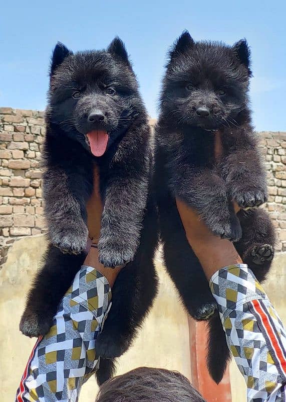 black German shepherd triple coat puppies available for sale 2