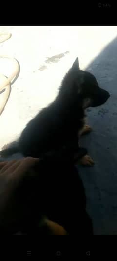 German shepherd puppy for sale